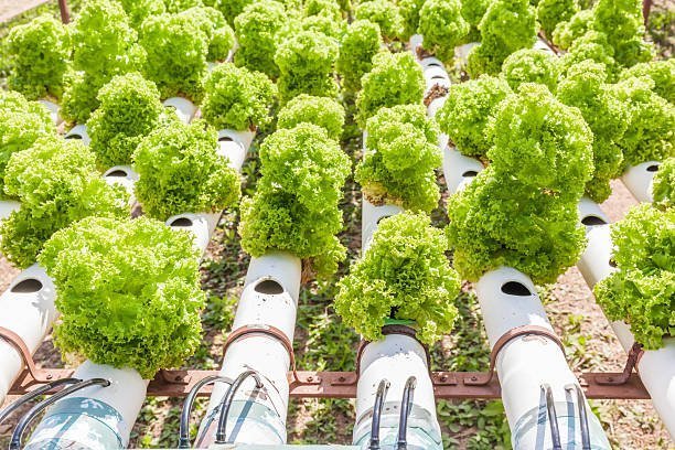 How Smart Gardening Systems Reduce Waste